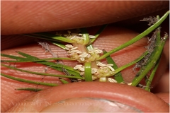 Myriophyllum oliganthum